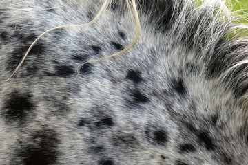 Background and texture with spots, print of a horse closeup.