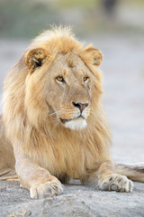 Obraz na płótnie Canvas Male lion (Panthera leo) portrait, lying down, Ngorongoro conservation area, Tanzania.