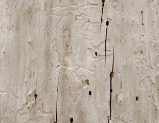Light wooden texture. Tree without bark, covered with furrows and cracks.