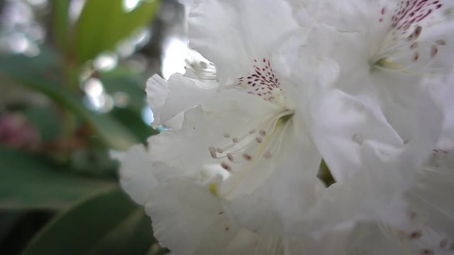 Bright flower of white color Rhododendron. Slow-motion
