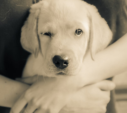 A Labrador Retriever Puppy Winking In Hugs