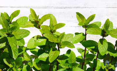 echte  Pfefferminze am gartenzaun