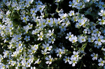 white alpine flowers in the Crimea garden