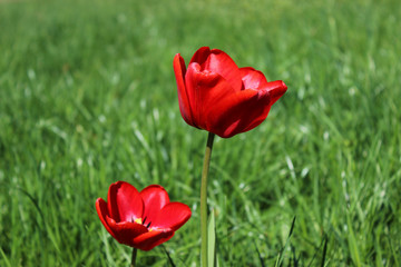 red tulips on green grass