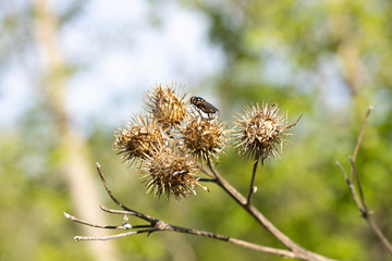 black fly insect on dry grass Thistle. a dry shrub a thorn with a flying insect