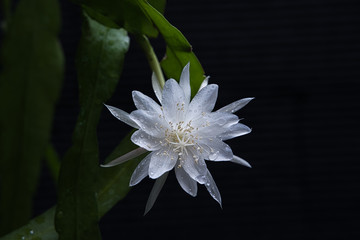 white flower on black