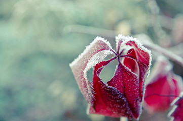 red leaves in hoarfrost in the morning winter garden