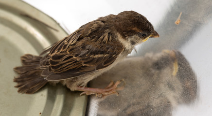 Chick of a house Sparrow. The baby bird is in contact with the human world.