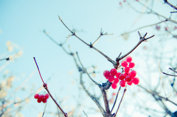 red berries in hoarfrost on a branch in the morning of early winter
