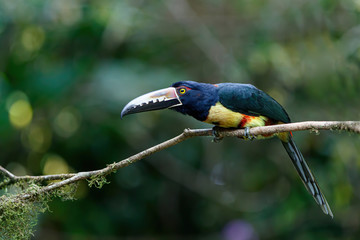 Collared Aracari sitting on a branch in Puerto Vieja de Sarapiqui in Costa Rica