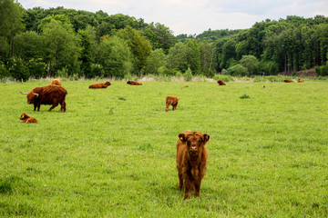 Scottish Higland cattle