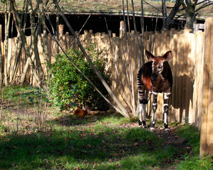 Okapi