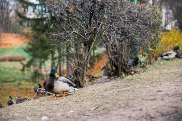 some ducks in bushes in an autumn park