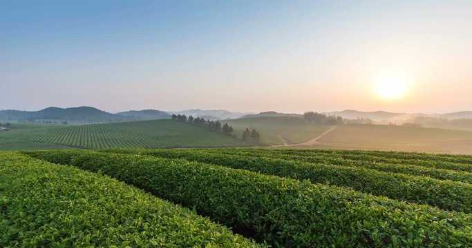 time lapse of the beautiful tea plantation in sunrise, tea farm spring landscape in dongzhi county,  anhui province, China