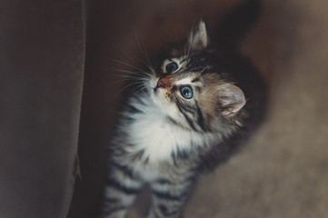 a cute Siberian kitty on a sofa looking up