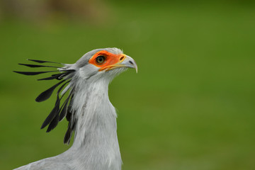 Secretary bird Sagittarius serpentarius portrait