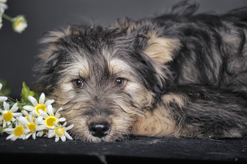 Naklejka na ściany i meble cute black and brown dog mongrel terrier
