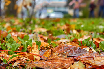 A carpet of fallen coloured leaves of maple