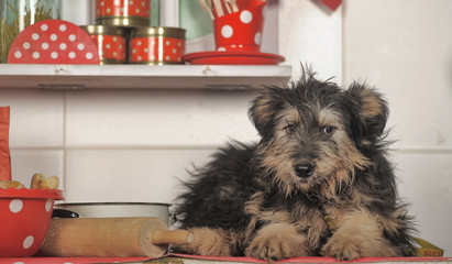 cute black and brown dog mongrel  terrier