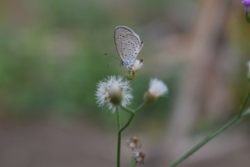 A butterfully enjoying the nectar of a plant