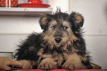 cute black and brown dog mongrel  terrier