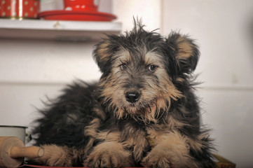cute black and brown dog mongrel  terrier