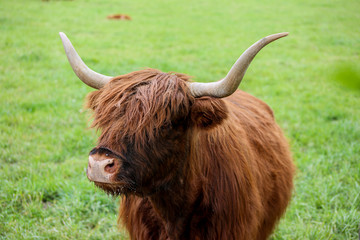 Scottish Higland cattle