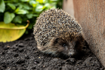 the hedgehog crawls near a metal fence. A wild animal in the home garden