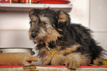 cute black and brown dog mongrel  terrier