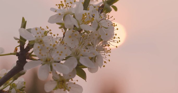 Spring flowers. Plum flowers on plums branch blossom against of a pink sunset.
