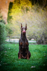 puppy, friend, companion, posing, breed, portrait, purebred, nature, park, pet, mammal, domestic,...