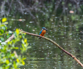 Eisvogel am Steller See