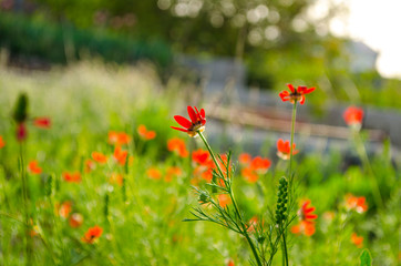 wild poppies in the Crimea garden