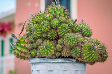 Large green old cactus plant, growing in a pot. Decorative succulent. 