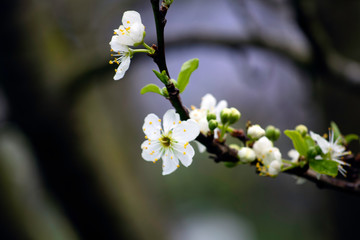 cherry blossom in spring