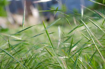 green cereals crimea