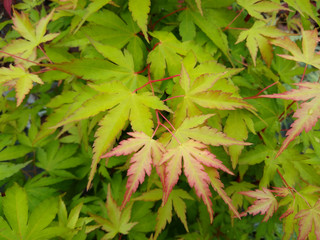 Acer palmatum 'Sango-Kaku' - obrazy, fototapety, plakaty