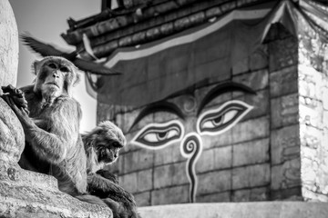 monkey at the Monkey temple in Nepal