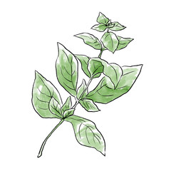 バジルの手書きイラスト 水彩