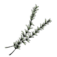 ローズマリーの手書きイラスト 水彩