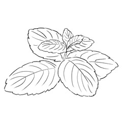 ミントの手書きイラスト 線画