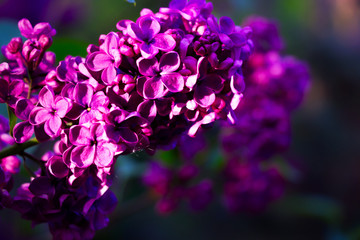 purple lilac flowers