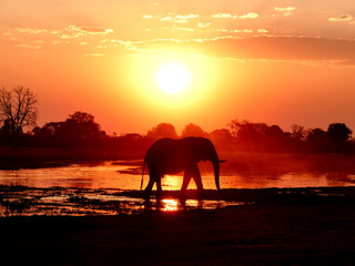 Fototapeta na wymiar Elephant walking along the river during a red sunset 
