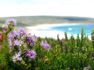 Obraz premium Purple flowers on the coast, beach on the background