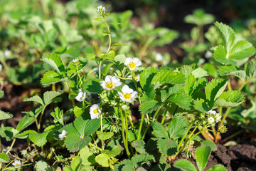 White flowers of blooming strawberries in the garden.