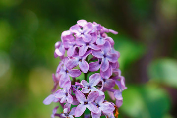 Purple lilac flowers close-up on a green background.