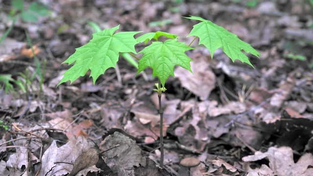 Young sprout of the Maple tree (Acer platanoides).
