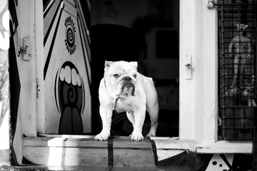 grumpy dog guarding shop door