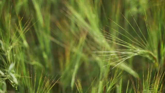 Spring field. Close-up of wheat ears. Beautiful rye field in golden light. Field and forest plants. Botanical walks. Awakening nature. Wheat ears sway in the wind. Spring harvest.