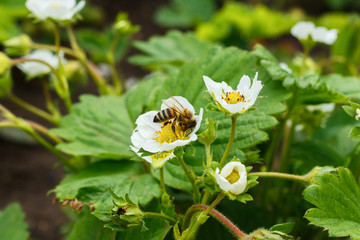 Bee pollinates and sits in a white strawberry flower